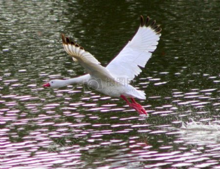水面上飞翔的白鹭