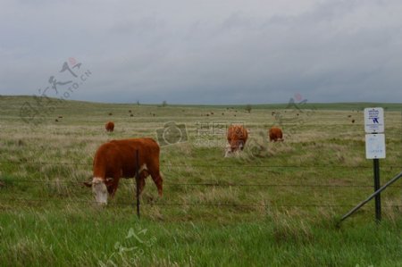 天然牧场上的奶牛