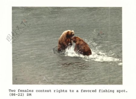 在河中打架的棕熊
