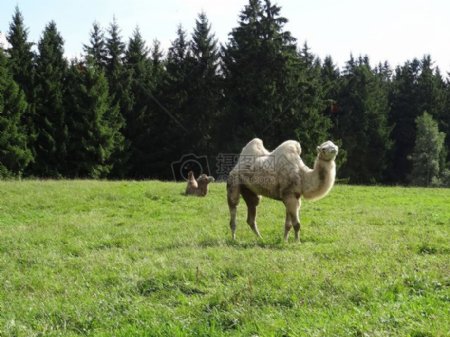草地上行走的骆驼
