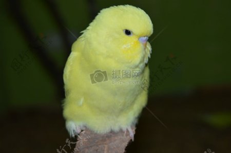 黄色羽毛小鸟