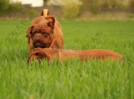 在草地上嬉戏的狗