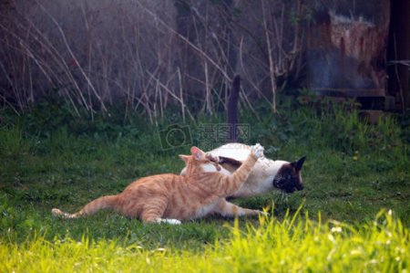草坪上打架的猫咪