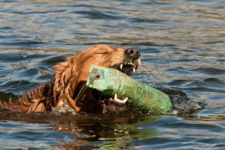 救生犬游泳训练