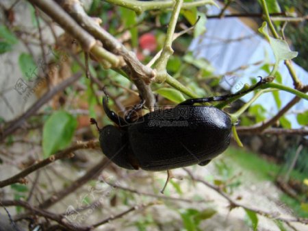 树枝上的甲虫