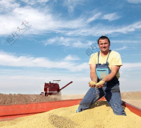 玉米粒里的男人图片