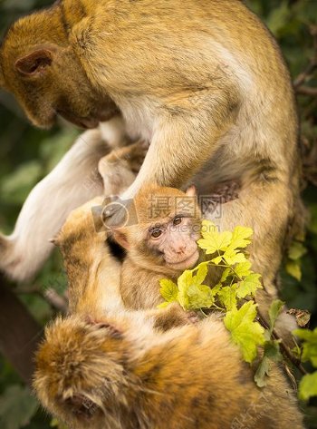 母猴子带着小猴子