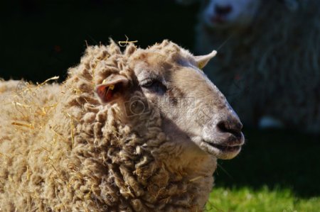 站在草地上的绵羊