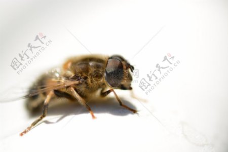 白色背景下的小蜜蜂