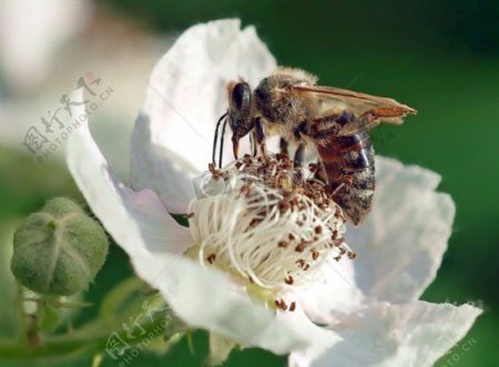 在白花上采蜜的小蜜蜂