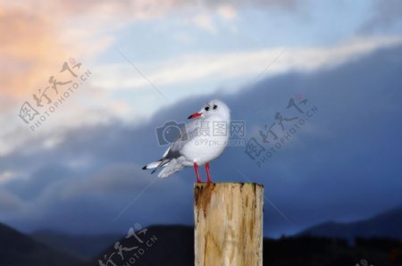 木桩上的白色鸟