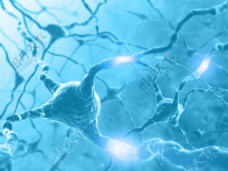 连接的神经细胞图片