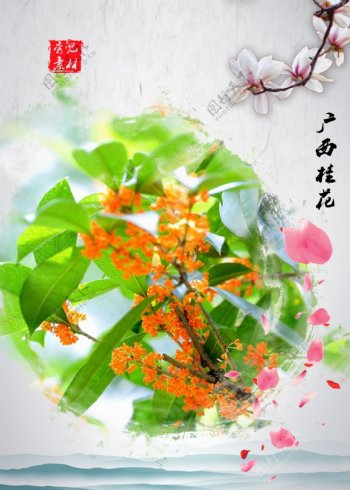 广西桂花