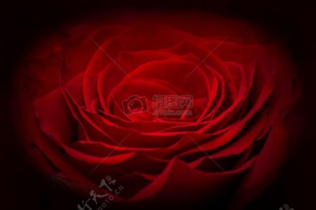 红玫瑰背景图案