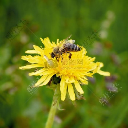 黄色花朵上的小蜜蜂