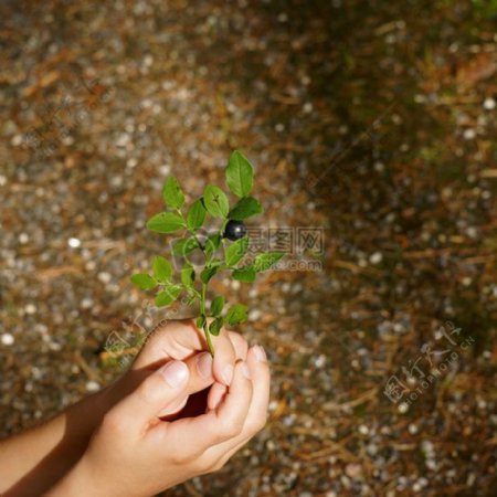 绿色植物在手中