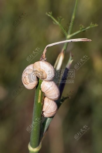 Snails.jpg