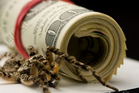 蜘蛛与钞票图片