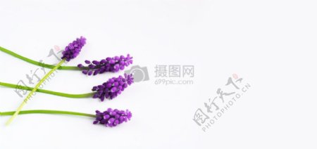 白色背景下的紫色花