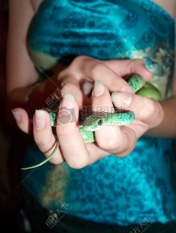 手中的小绿蛇