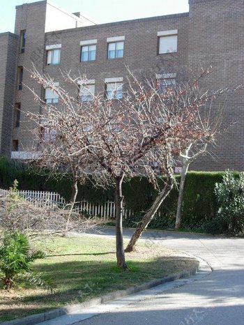 办公楼前的梅花树