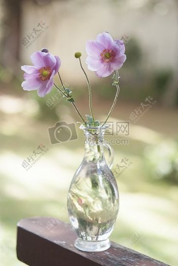 花瓶里的花朵