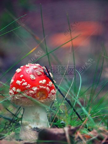 草地上的红色蘑菇
