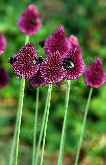 紫色花朵上的蜜蜂