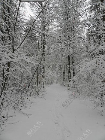 大雪后的森林