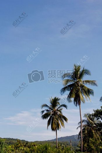 蓝天下的椰子树
