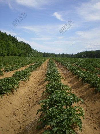 农场马铃薯种植基地