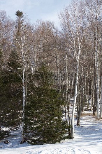 雪树木冬天