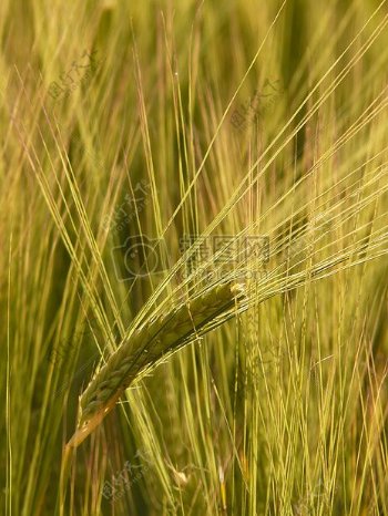 成熟的大麦场