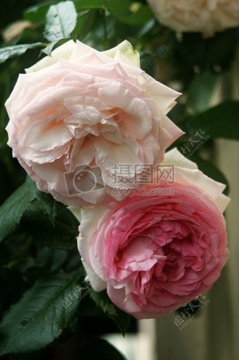 美丽而高贵的白玫瑰