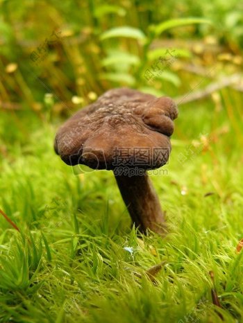 一只草地里的蘑菇