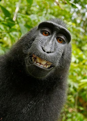 黑色黑猩猩微笑