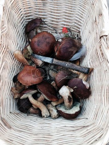 竹筐里的蘑菇