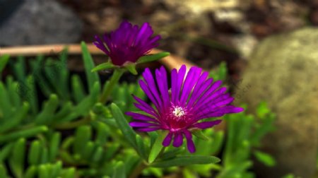 紫色花卉花朵视频