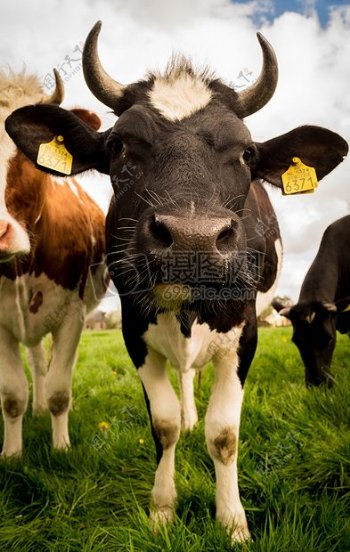 动物农村农业农场特写镜头查看牛养殖小牛牧场公共领域图像