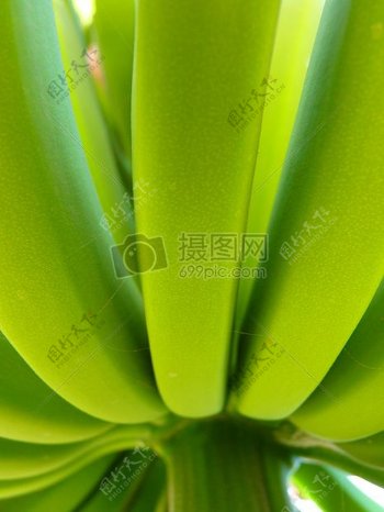 香蕉灌木的特写