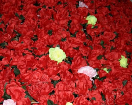 玫瑰花实拍视频素材