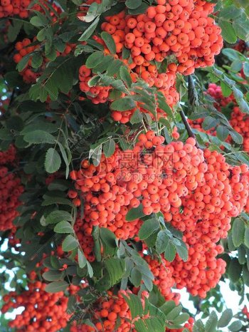 洛恩橙色秋季9月莓果橙色浆果集群的罗恩水果