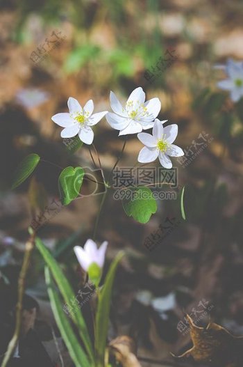 自然园林植物花卉芸香海葵anemonella蕨