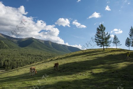 新疆白哈巴村风景