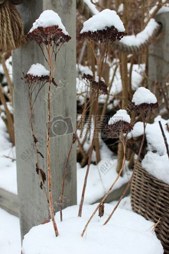 雪冬天植物