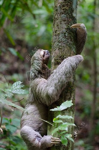 自然动物树木森林登山野生动物哺乳动物毛茸茸的爪子树懒