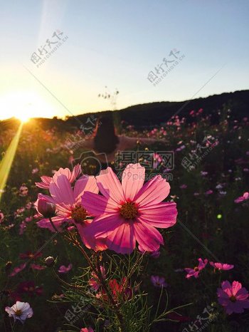 日落人领域妇女日出山草甸镜头眩光植物花