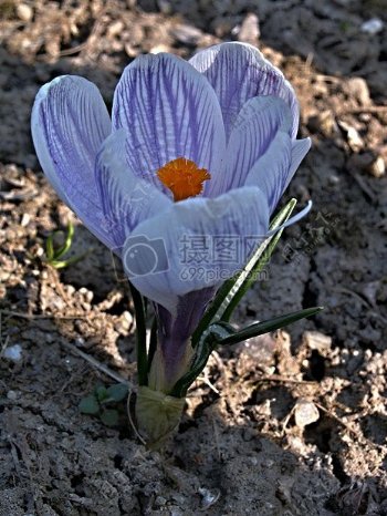 土壤中的紫色花