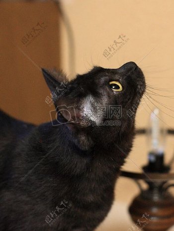 黑色猫眼睛黑色猫主题猫