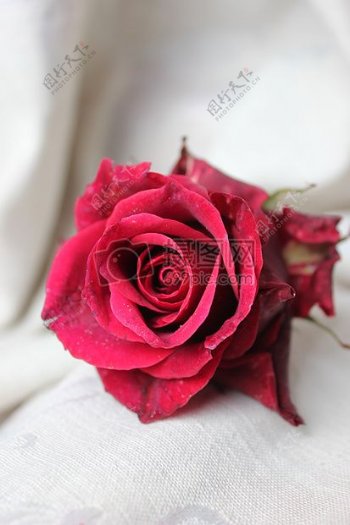 一朵凋谢的红色玫瑰花
